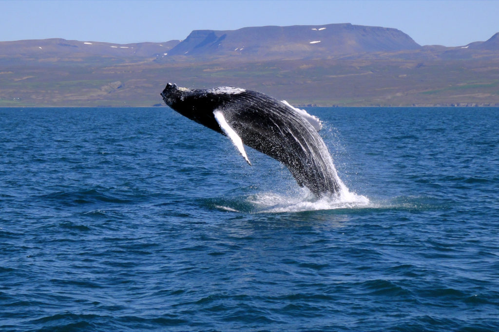 Here Is What Travelers Should Know About Watching Whales in Iceland