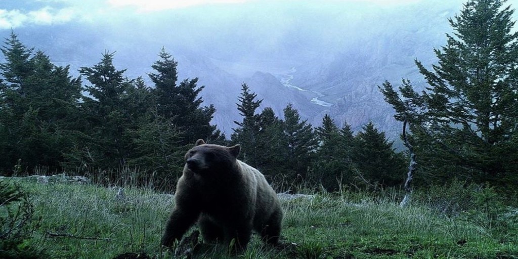 30 Incredible Moments Captured on Trail Cams