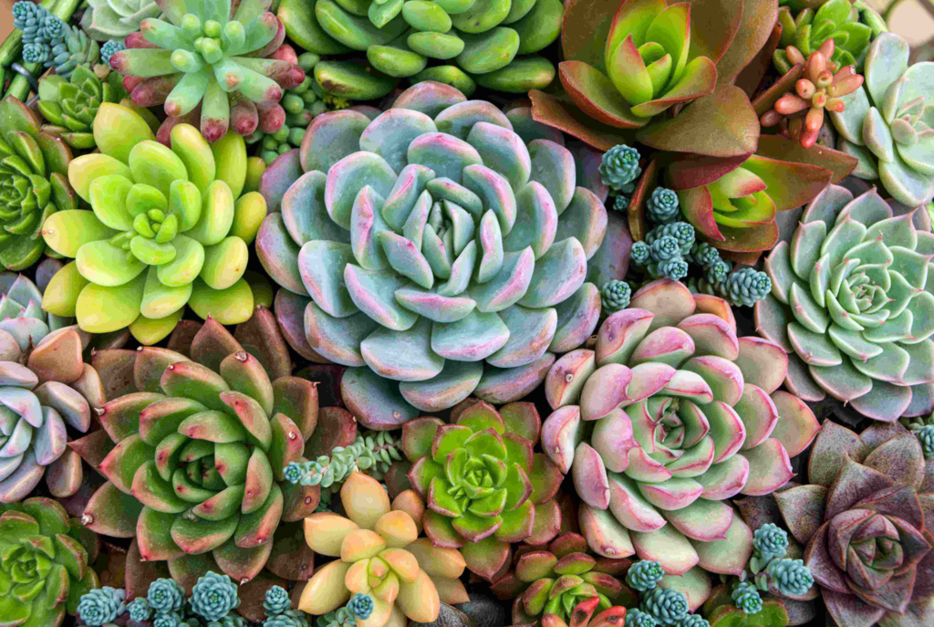 Keep Succulents Looking Their Best Through Proper Care