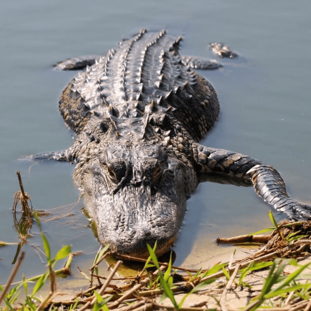 40+ Oldest Living Animals on Earth Today