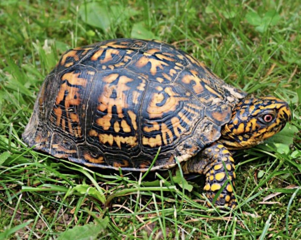 40+ Oldest Living Animals on Earth Today