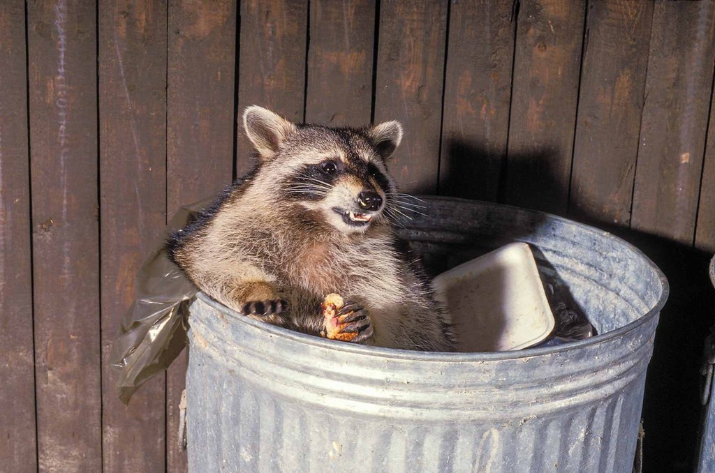Effective Ways to Keep Raccoons Away from Your Trash Can